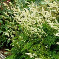 Perfect For Small Gardens Aruncus Aethusifolius Dwarf Goat S Beard Is A Compact Herbaceous Perennial With Attractiv Goats Beard Perennials Goats Beard Plant