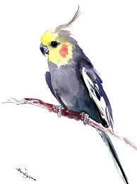 Cockatiel Artwork Wall Art Original Watercolor Painting 1 Light Yellow Pets Yellow Wall Art Bird Parrots Watercolor Paintings Original Watercolor Painting Bird Watercolor Paintings