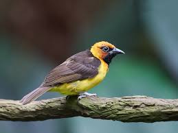 Image result for Pycreus nigricans