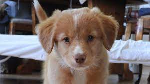 Below is a sample search of our valley bulldog breeders with puppies for sale. Nova Scotia Duck Tolling Retriever Price Temperament Life Span