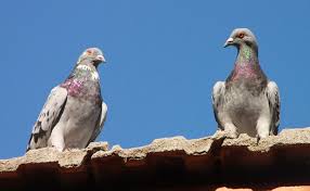 Pourquoi on peut faire peur aux hommes ? Comment Faire Fuir Les Pigeons De Son Balcon Ou De Son Toit