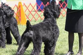 Black Russian Terrier Breed Information Black Russian