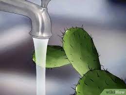 If your cactus plant is turning brown from the top, the most common and likely cause would be sunburn. How To Save A Dying Cactus 15 Steps With Pictures Wikihow