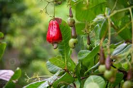 Image result for Anacardiaceae