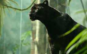 T'challa is the black panther—a righteous king, noble avenger, and fearsome warrior. Schwarzer Panther Hd Wallpaper Hintergrund 1920x1200