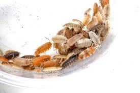 Image result for Sporobolus molleri