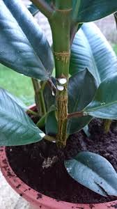 It grows naturally in asia but is. Ficus Elastica Rubber Plant Guide Our House Plants