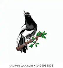 Hampir semua jenis burung murai batu tadi sangat sulit untuk dibedakan, kecuali anda menangkap burung murai batu langsung dari habitat aslinya. Kacer Logo Bird Illustration Vector Logo Royalty Free Stock Image Bird Illustration Bird Illustration