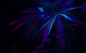 Free Download Marijuana Dope 1920x1200 Wallpaper Moods Love Hd Art Hd Wallpaper Car 1440x900 For Your Desktop Mobile Tablet Explore 44 Live Weed Wallpapers For Laptop Wallpapers Of Weed Collection by imni™• last updated 2 weeks ago. free download marijuana dope 1920x1200