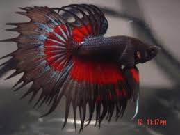 Check spelling or type a new query. Pin On Fish Tales Tails