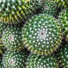 That may be true, but there's so much the cactus is a type of plant called a succulent. 15 Interesting Cactus Facts For Cacti Lovers Unusualseeds