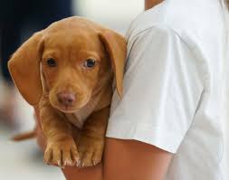 Bearded dragon, dwarf hamster, golden retriever blessed in Vero Beach