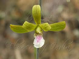 Image result for Eulophia