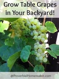 Grow Table Grapes In Your Backyard By Http Proverbialhomemaker Com Grapes Grape Plant Garden Vines