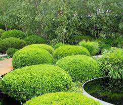 Tranquil Japanese Garden Plants Japanese Garden Plants Japanese Garden Plants