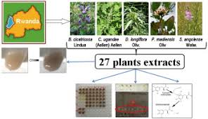 Image result for Dolichopentas