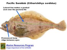 Odfw Finfish Species Flatfish