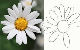 In A Few Simple Steps Anyone Can Learn How To Draw A Realistic Daisy Flower Drawing Tutorials Flower Drawing Daisy Drawing