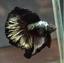 Ikan cupang merupakan spesies ikan tropis, jadi sangat mudah ditemui di daerah asia tenggara dan salah satunya adalah di indonesia. Pin By M Fuad Arifin On Bettas Betta Fish Siamese Fighting Fish Pet Birds