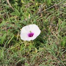 Image result for Crotalaria pallidicaulis