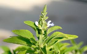 Image result for Lippia somalensis