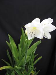 Image result for Crinum harmsii