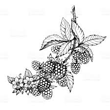 Graphic Of Branch With Blackberry Fruit Flowers And Leaves Rubus Genus Black Berries Black And White Outline Blackberry Tattoo Flower Drawing Fruit Tattoo