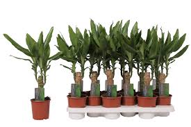 Image result for Dracaena steudneri