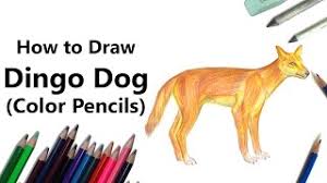 We can imagine hush and her grandmother live near these animals, in what is called deep in the australian. How To Draw A Dingo Video Drawingtutorials101 Com