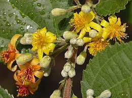 Image result for Grewia barombiensis