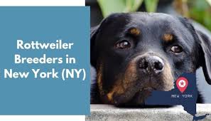 Earn points & unlock badgeslearning, sharing & helping adopt. 29 Rottweiler Breeders In New York Ny Rottweiler Puppies For Sale Animalfate