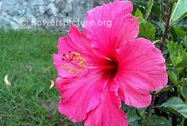 Hibiscus Rosa Sinensis Pink Hibiscus Hibiscus Rosa Sinensis Hibiscus Flowers