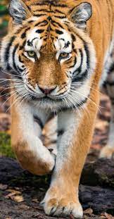 Pin By Kanxa Gole On Animals Tiger Wallpaper Iphone Wallpaper Free Download Tiger