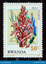 Image result for Disa stairsii