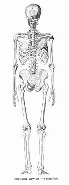 The muscles are connected with the bones. Human Anatomy Drawing Book Pdf Free Download Best Of An Atlas Of Anatomy For Artists Dover Anatomy For A Drawing Book Pdf Anatomy Drawing Human Anatomy Drawing