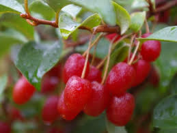 Fruchte Der Olweide Russische Ernte Flora Pflanzen Ernte