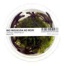 Image result for Mayaca