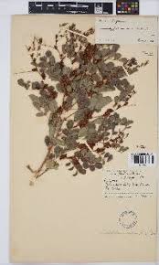 Image result for Indigofera gairdnerae