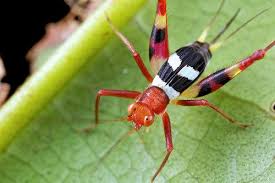 Colourful Cricket Dorsal Nasekomye Mir