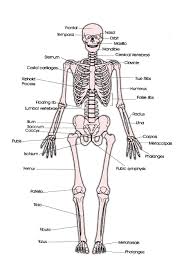 Bones, cartilage, and ligaments are all made of. Skeletal System Labeled Diagrams Human Skeleton The Skeletal System Includes All Of The Bone Human Skeletal System Skeletal System Skeletal System Anatomy