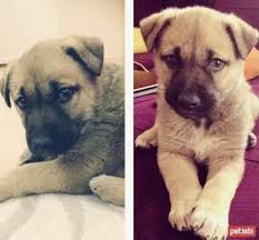 Ucretsiz Kopek Sahiplendirme Platformu Kopek Labrador Retrievers Yavru Kopek
