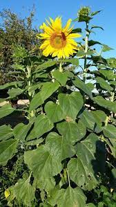 How To Grow Sunflowers Growing Sunflowers Sunflower Leaves Types Of Sunflowers