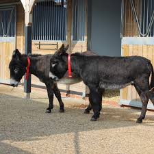 Seein' spots farm also has a petting zoo. Donkey Stable Size Guide The Donkey Sanctuary