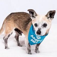 There are often many great alls for adoption at local. Pin On The Coolest