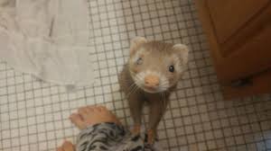 Ferrets change hair coats twice yearly, with changes happening in the fall and spring. Pin On My Ferrets