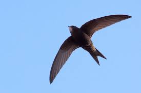 Common Swift Wikipedia
