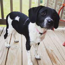 Grey kitchen ideas ukc beagles classifieds. Terrific Photos Border Collies Welpen Popular Border Collie Dog Collie Mix Border Collie Mix