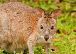 More animals beginning with r. Red Necked Pademelon Profile Traits Facts Habitat Defense Mammal Age
