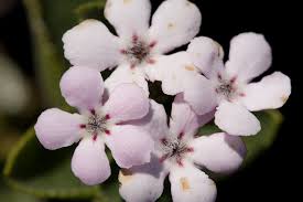 Image result for Teedia lucida