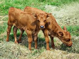 Jadi, apa penyelesaiannya kepada harga lembu aqiqah dan kambing aqiqah ini? Ayo Bicara Jujur Bisnis Penggemukan Sapi Masih Menguntungkan Atau Tidak Dunia Sapi
